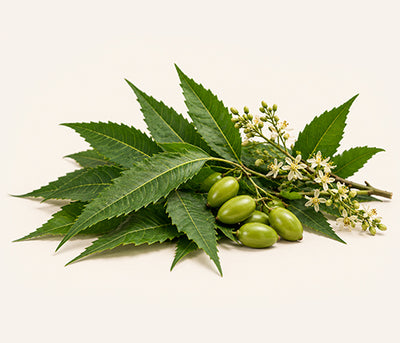 Neem